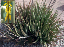 Aloe Vera (Aloe vera)