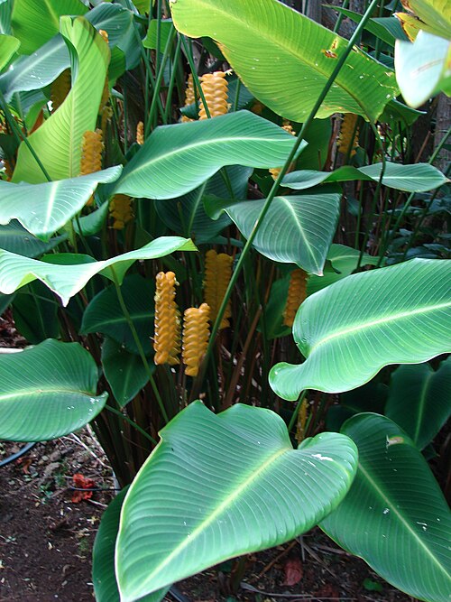 Calathea (Calathea)