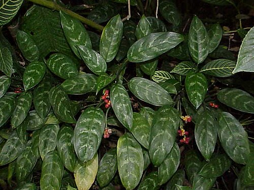 Chinese Evergreen (Aglaonema)