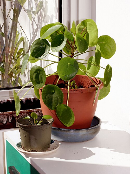 Chinese Money Plant (Pilea peperomioides)