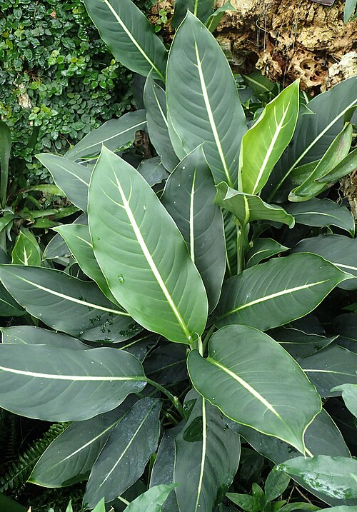 Dieffenbachia (Dieffenbachia)