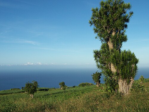Dragon Tree (Dracaena marginata)