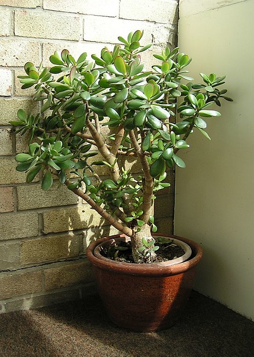 Jade Plant (Crassula ovata)