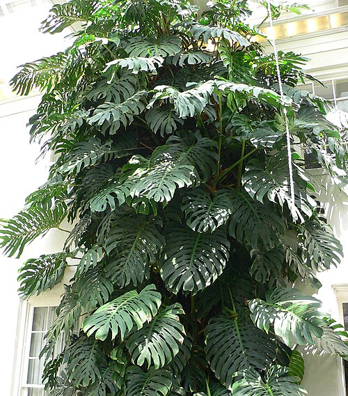 Monstera Deliciosa (Monstera deliciosa)