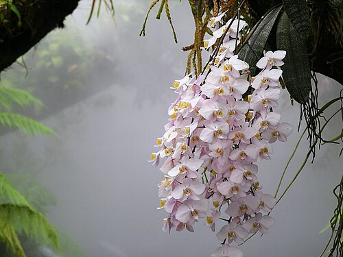 Orchid (Phalaenopsis)