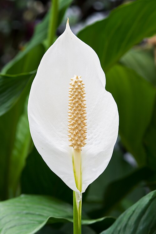 Peace Lily (Spathiphyllum)