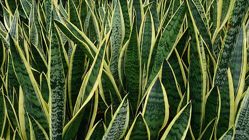 Snake Plant (Dracaena trifasciata)