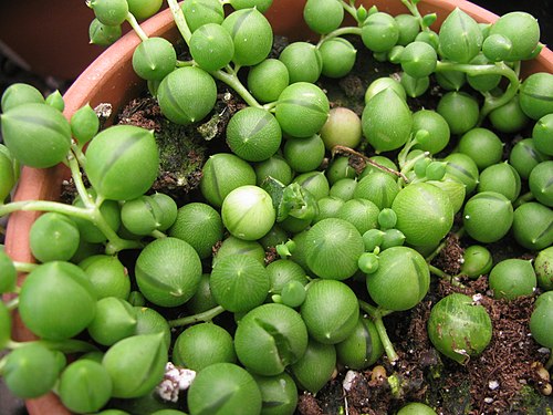 String of Pearls (Senecio rowleyanus)